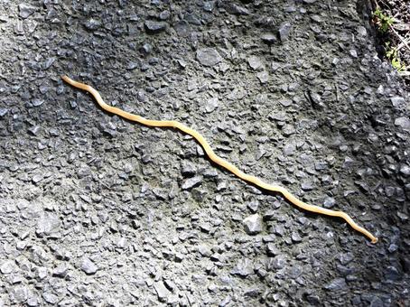 小径を這うコウガイビル 扁形動物,コウガイビル,川辺の写真素材