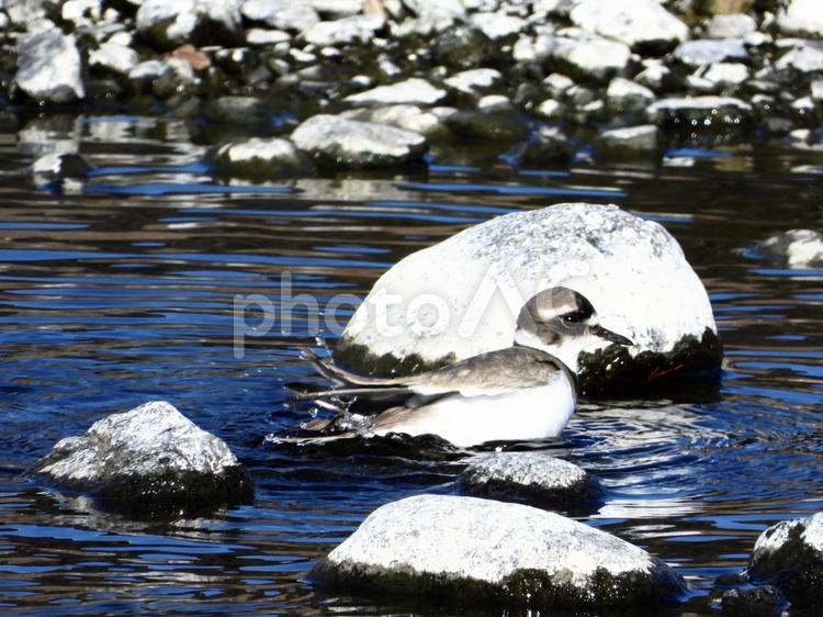 水浴びをするイカルチドリ 鳥,野鳥,イカルチドリの写真素材