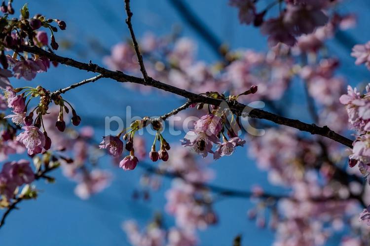 青毛堀川沿いの河津桜 河津桜,サクラ,綺麗の写真素材