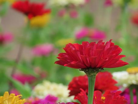夏の花畑の写真