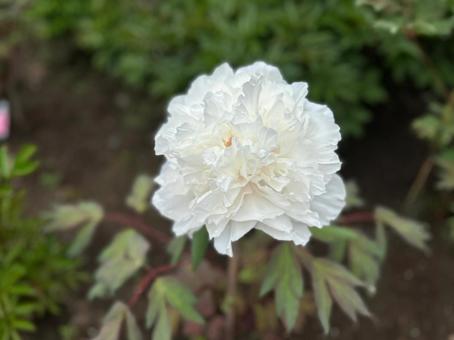 小樽貴賓館の牡丹芍薬 小樽貴賓館の牡丹芍薬 ぼたん,しゃくやく,貴賓館の写真素材