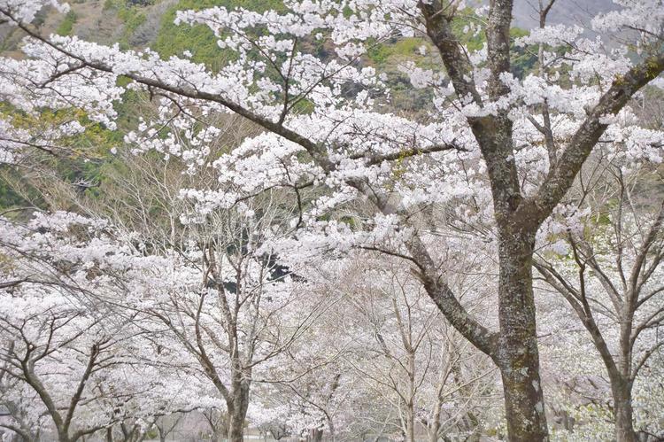 桜 桜,木,青空の写真素材