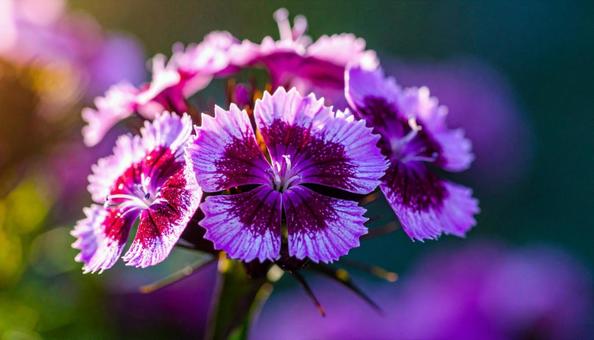 夏から秋の花　ナデシコの写真