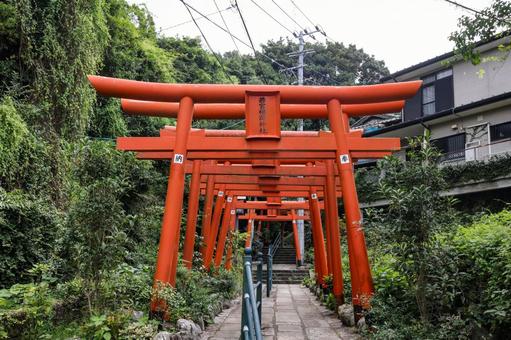 若宮稲荷神社の赤い鳥居 若宮稲荷神社の赤い鳥居 若宮稲荷神社,長崎九社,鳥居の写真素材