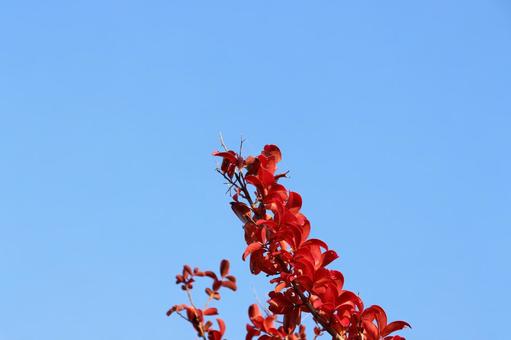 晩秋の青空に映える紅葉の樹木 晩秋の青空に映える紅葉の樹木の写真