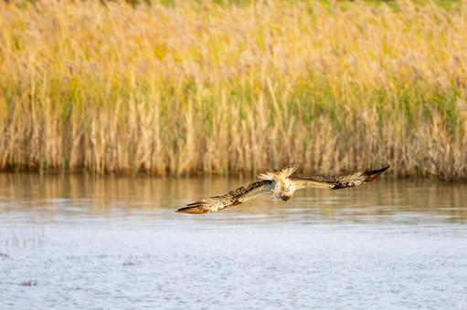 ミサゴ(138) 鳥,ミサゴ,ウオタカの写真素材