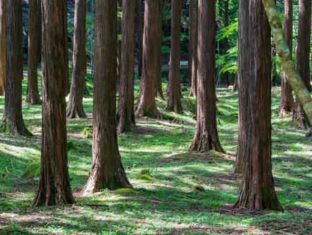 ユーシンの森 ユーシン渓谷,苔,森の写真素材