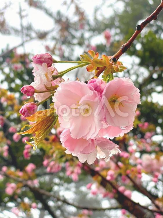 雨に濡れる桜の花 桜,花,春の写真素材