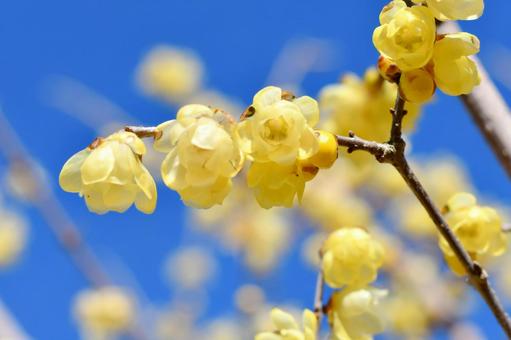 蝋梅の花 蝋梅の花の写真