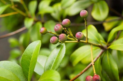 シャリンバイの未熟果 シャリンバイ,果実,木の写真素材