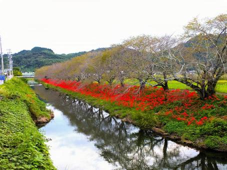 一斉に咲いたヒガンバナの桜並木 一斉に咲いたヒガンバナの桜並木 ヒガンバナ,曼殊沙華,赤い花の写真素材