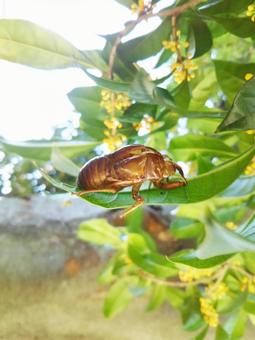 cicada shell, JPG cicada shell, JPG