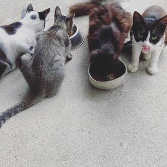 猫 猫 猫,ねこ,ペットの写真素材