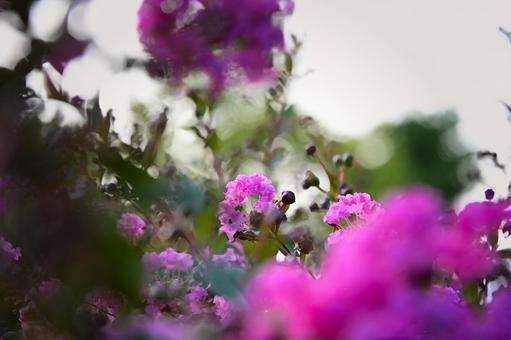 夏の夕暮れに咲くサルスベリの花と光 夏の夕暮れに咲くサルスベリの花と光 サルスベリ,百日紅,花の写真素材