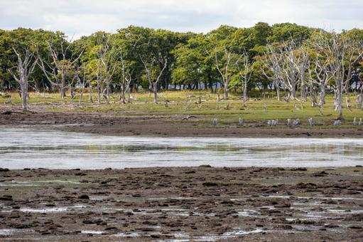 ナラワラの水辺に集まる野鳥 ナラワラの水辺に集まる野鳥 野付半島,干潮,野鳥の写真素材