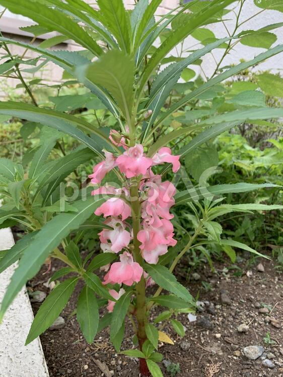 ホウセンカの花 No 写真素材なら 写真ac 無料 フリー ダウンロードok