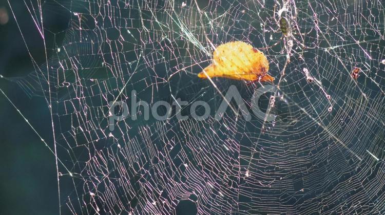 クモの巣と葉 蜘蛛の巣,葉,秋の写真素材