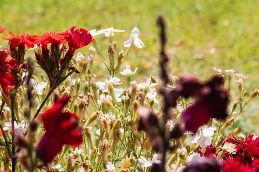 緑の草原に咲く赤と白の花々 緑の草原に咲く赤と白の花々の写真