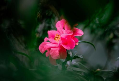 ピンクの花の写真