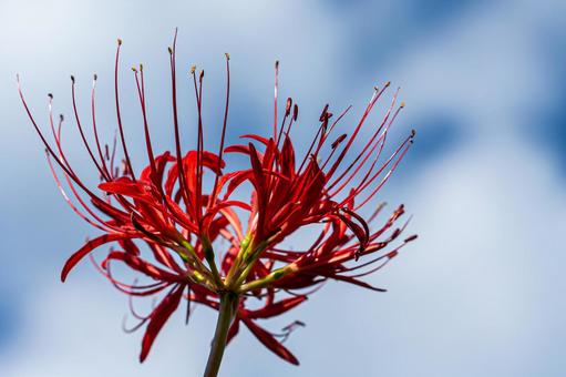 Red spider lily, JPG Red spider lily, JPG