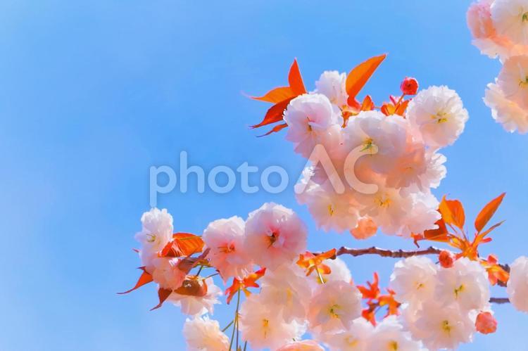 青空と美しい八重桜 植物,花,木の写真素材