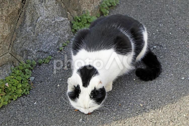 住宅街の駐車場のネコ3 猫,三毛猫,茂みの写真素材
