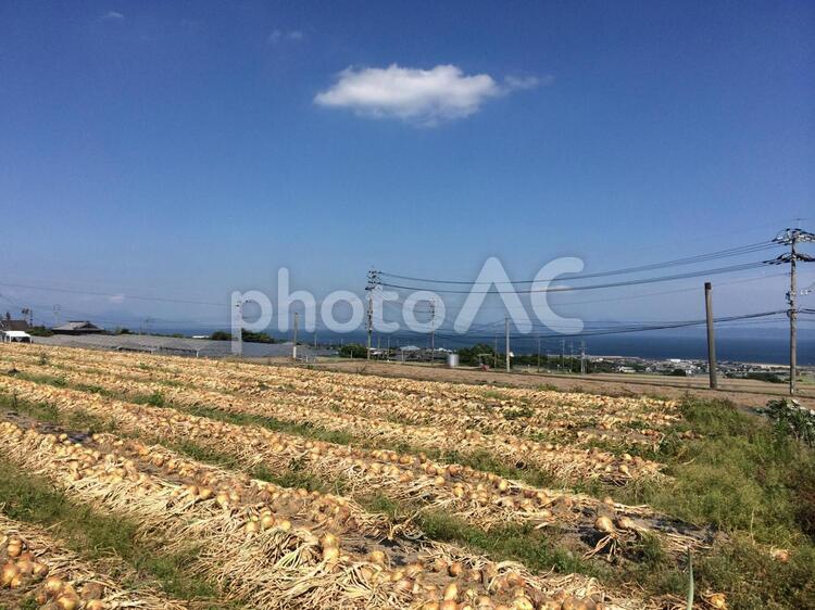 玉ねぎ収穫後の風景 収穫,大地,玉ねぎの写真素材
