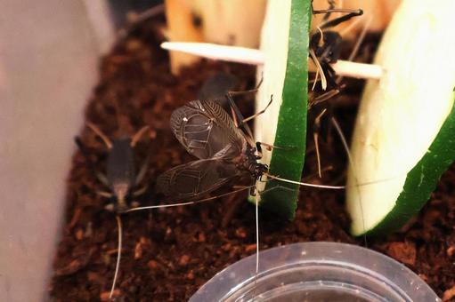 Photo, suzuki, crow, insect, 