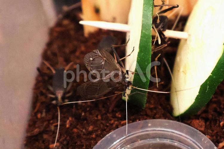 虫かごの中で「エサを食べながら鳴く鈴虫」 鈴虫,鳴く,昆虫の写真素材