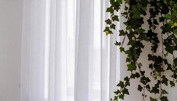 レースのカーテンとアイビーの観葉植物 レースのカーテンとアイビーの観葉植物の写真