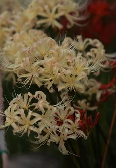 曼殊沙華の写真