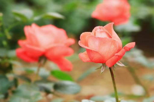可愛いオレンジのバラ花（スーパースター） ばら,バラ,薔薇の写真素材