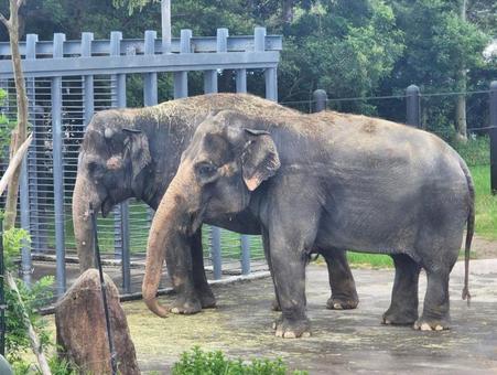 Photo, asian elephant, elephants, elephant, 