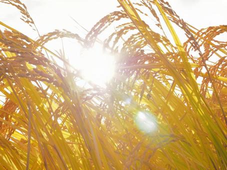 Golden rice, güneş, altının, canlı, JPG