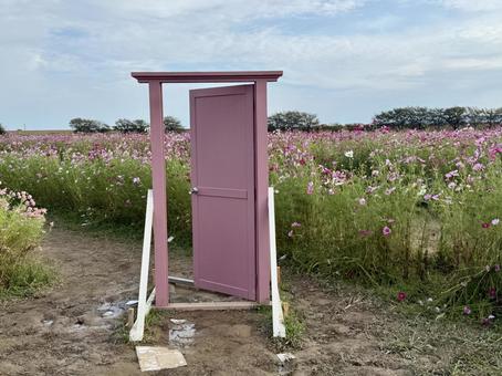 福井県 曇り空と宮ノ下コスモス公苑 福井県 曇り空と宮ノ下コスモス公苑 福井県,宮ノ下コスモス公苑,曇りの写真素材