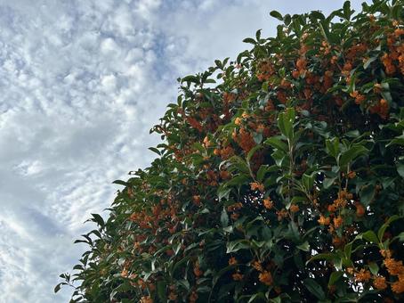 キンモクセイと秋空 キンモクセイ,芳香木,香りの写真素材