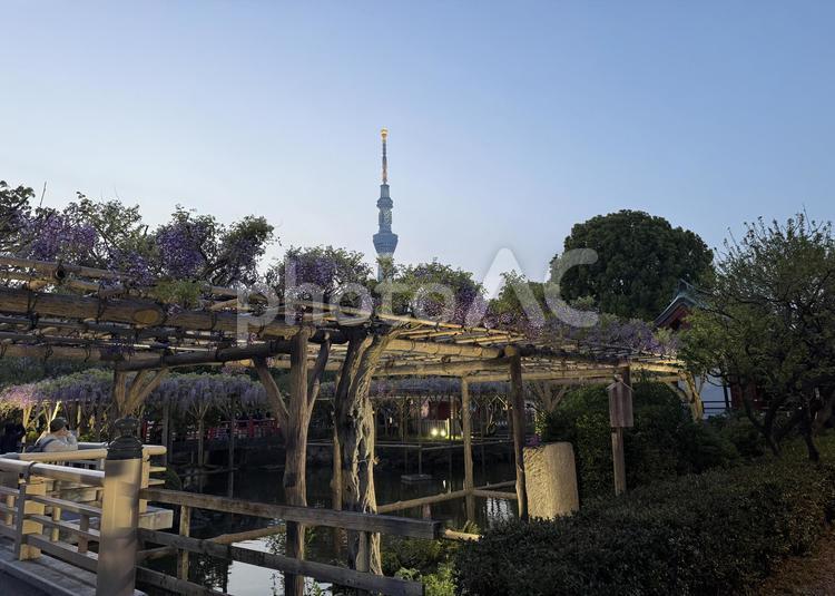 夕方の亀戸天神社　藤棚 幻想的,夕日,夕方の写真素材