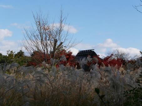 茅葺き屋根と紅葉とすすき 風景,自然,空の写真素材