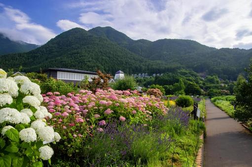 紫陽花 紫陽花 大石公園,夏,風景の写真素材