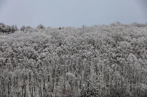 光と影のテクスチャが織りなす冬の森 雪景色,造形的,樹氷の写真素材