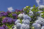 群生するあじさい あじさい,紫陽花,アジサイの写真素材