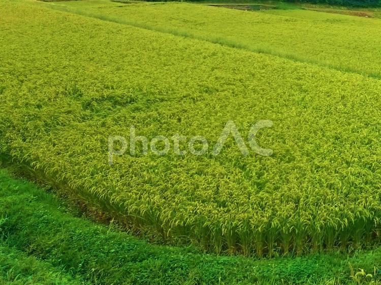すくすく育つ初夏の稲 稲,米,田畑の写真素材