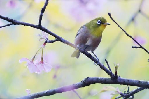 桜の枝にとまるメジロ 桜の枝にとまるメジロ メジロ,桜,春の写真素材