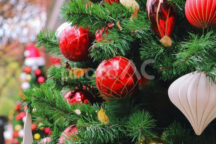 クリスマスの背景素材 クリスマス,冬,モミの木の写真素材