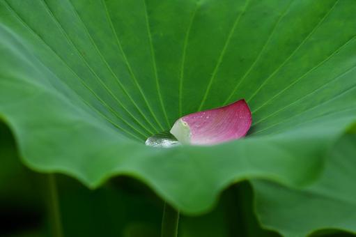 蓮の葉に溜まった雨水と花びら 蓮,葉,雨水の写真素材