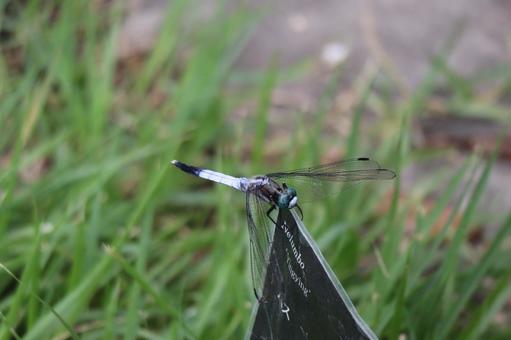 看板の橋にとまるシオカラトンボ 看板,橋,とまるの写真素材