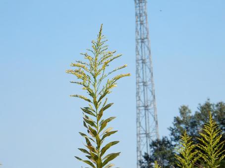 【花の写真】セイタカアワダチソウの写真