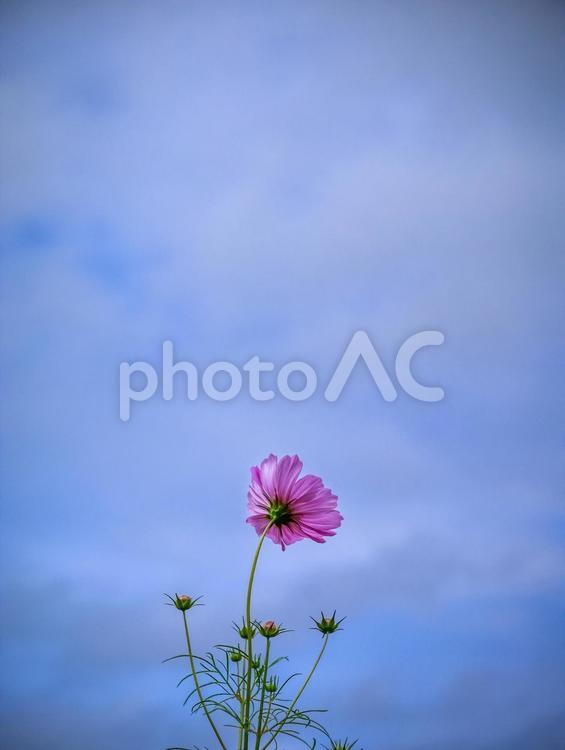 一輪コスモス コスモス,花,壁紙の写真素材