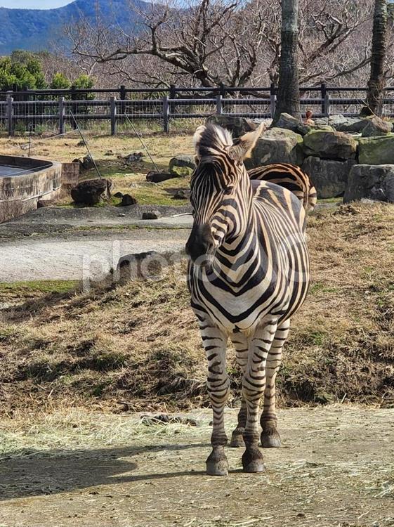 しまうま(正面) シマウマ,しまうま,ゼブラの写真素材