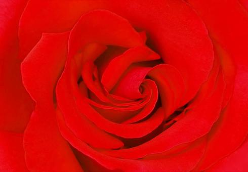 やさしくふんわり咲く赤いバラ ローズ薔薇 やさしくふんわり咲く赤いバラ ローズ薔薇の写真